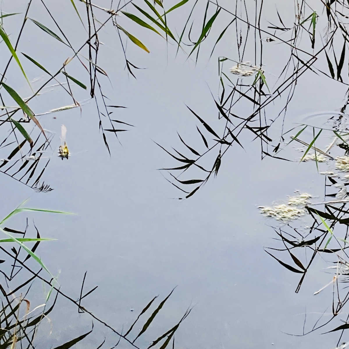 Water surface and a bed of reeds