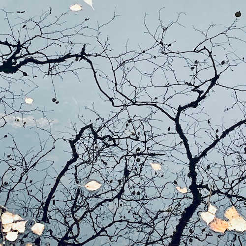 Reflections of trees and leaves on a water surface; only a few leaves in bottom corners